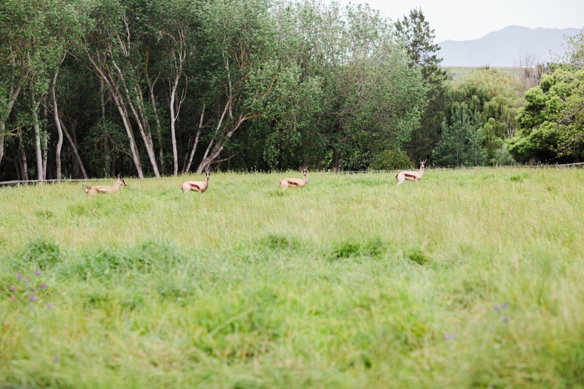 Bed and Breakfast Marshden Estate Stellenbosch Zewnętrze zdjęcie